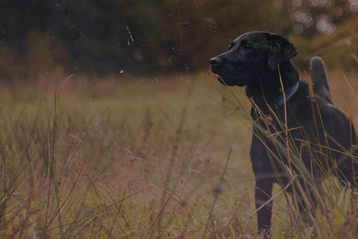 Image of a black dog in a field