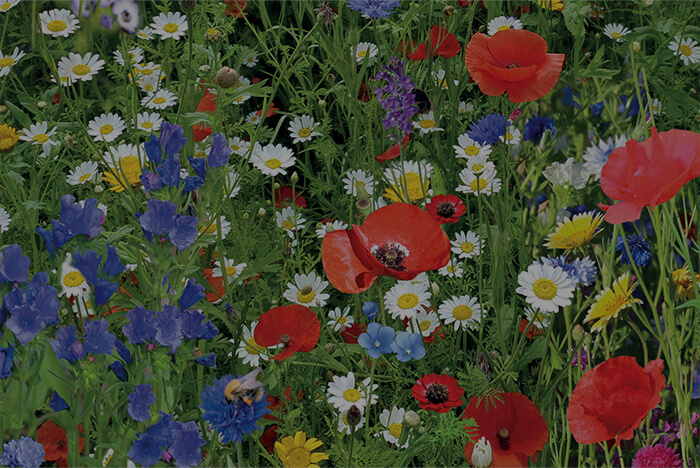 Wildflower meadow image used as a thumbnail for a Gplant Amazon DSP case study.