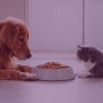 Amazon UK Pet Food Category Analysis – Dog and Cat Food Market - Venture Forge Dog and cat eating pet food representing Amazon UK pet food category analysis and market competition